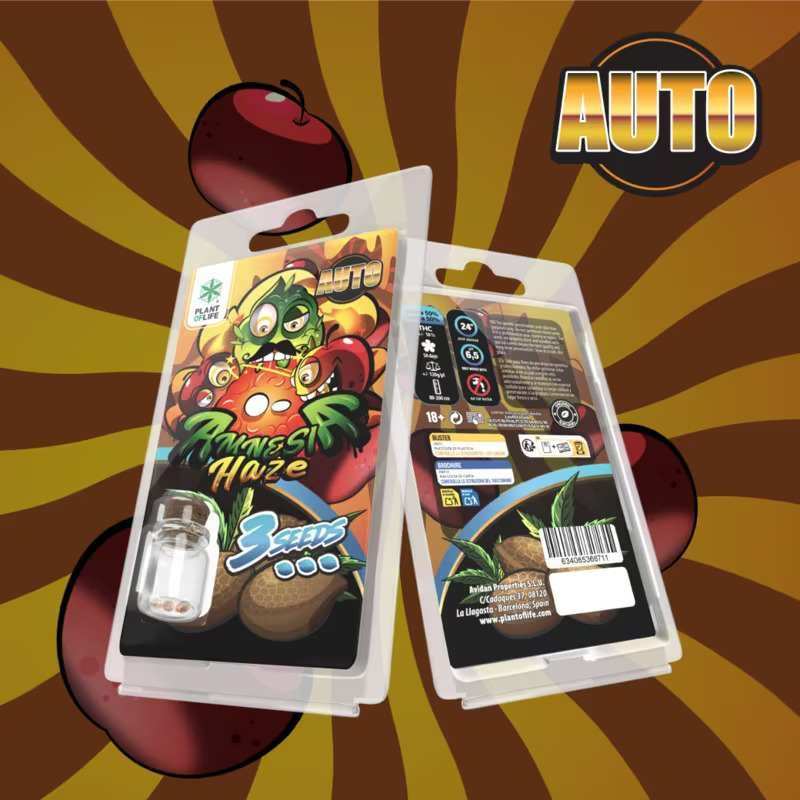 3 Graines Amnesia Haze AUTO | Plant of Life