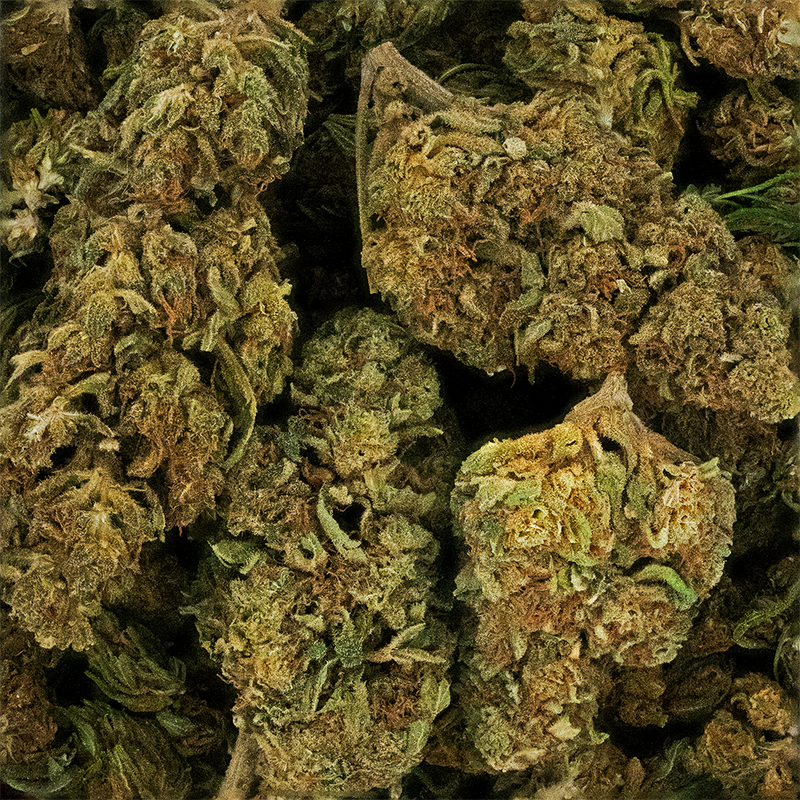 Fleur CBD Lemon Haze – fleur chanvre indoor arôme citron haze frais intense | Euphoria Society