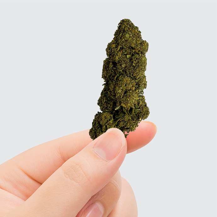 Fleur de CBD Charlotte's Web – fleur chanvre CBD arômes doux terreux bien-être légale | Euphoria Society