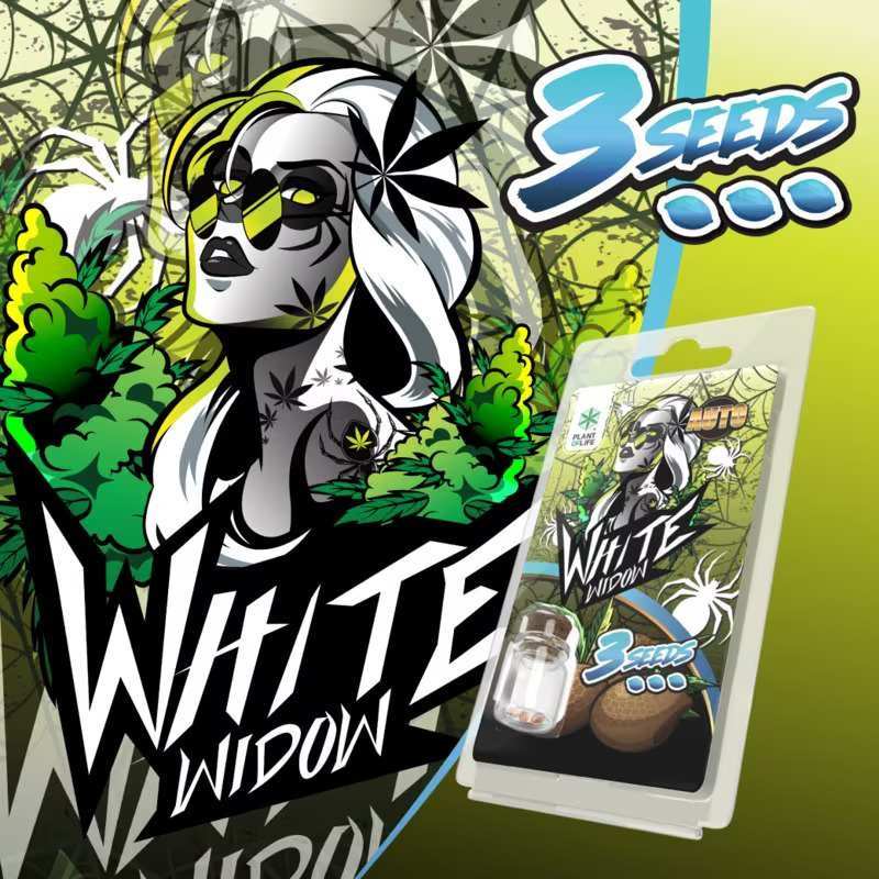 3 Graines White Widow AUTO | Plant of Life