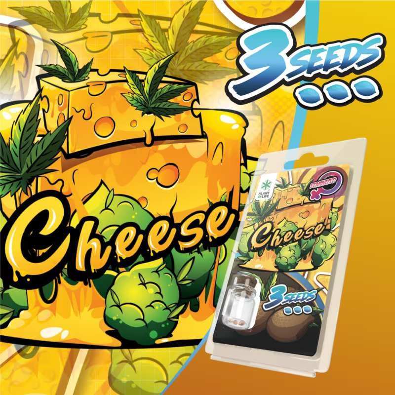 3 Graines Cheese Féminisée Plant of Life | Euphoria Society