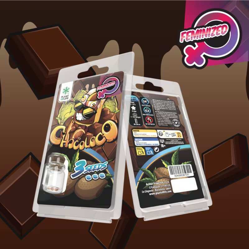 3 graines Chocoloco féminisée Plant of Life – graines chanvre féminisées chocolat | Euphoria Society
