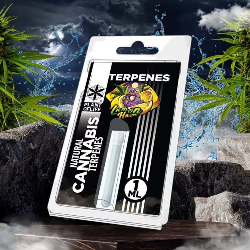 Terpène Lemon Haze Plant of Life | Euphoria Society