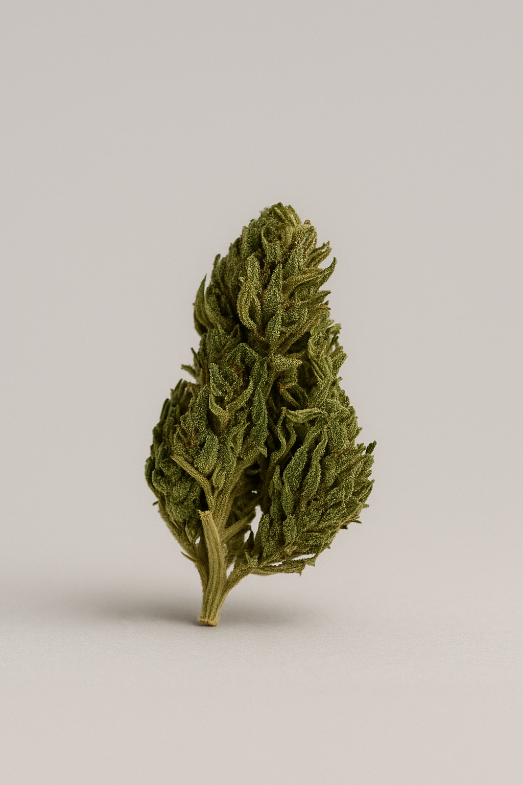 Fleur de CBD - EUPHORIA