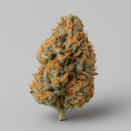 White widow - Indoor
