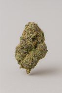 Amnesia - Indoor