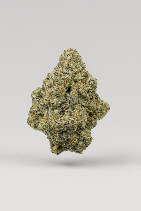 Gorilla Glue - Indoor