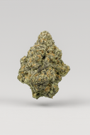 Gorilla Glue - Indoor